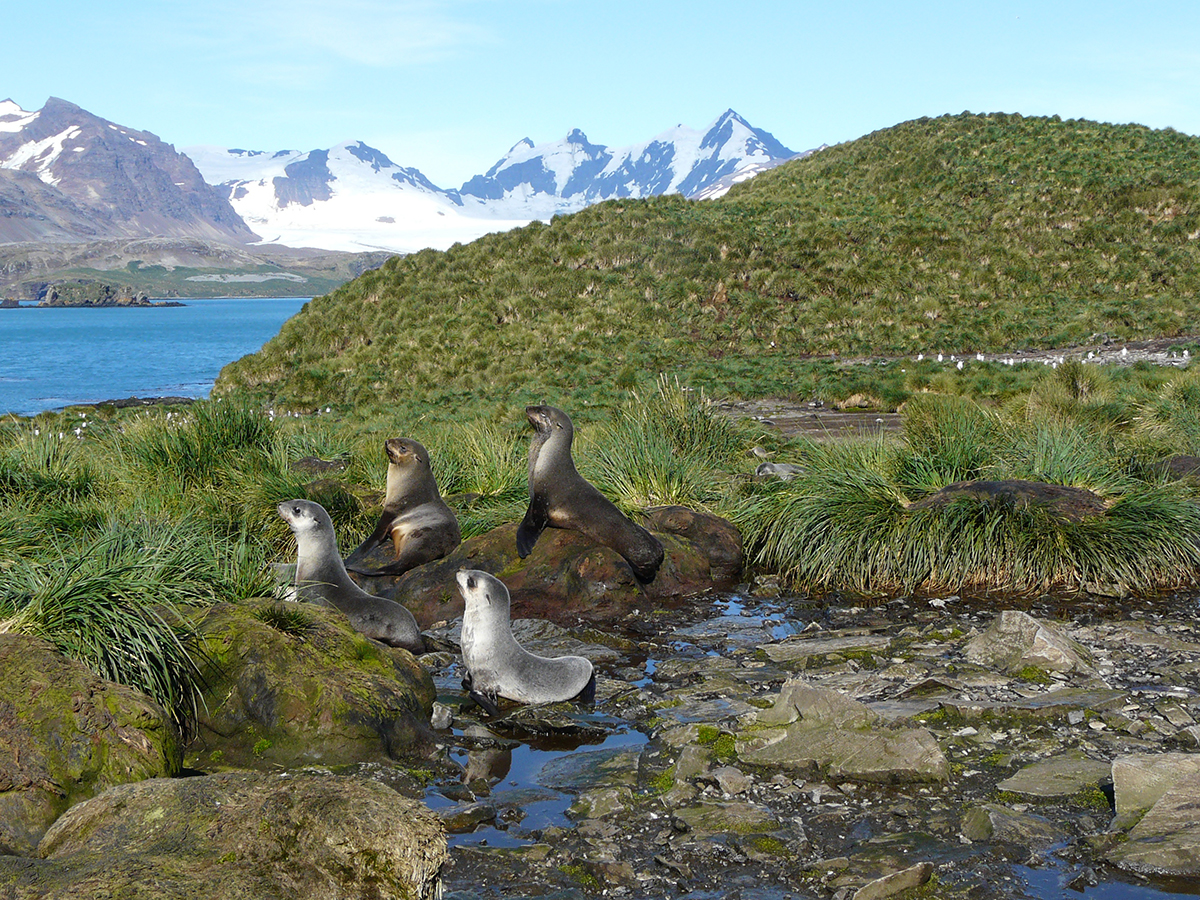 Posers - A  group of seals on Prion Island, South Georgia